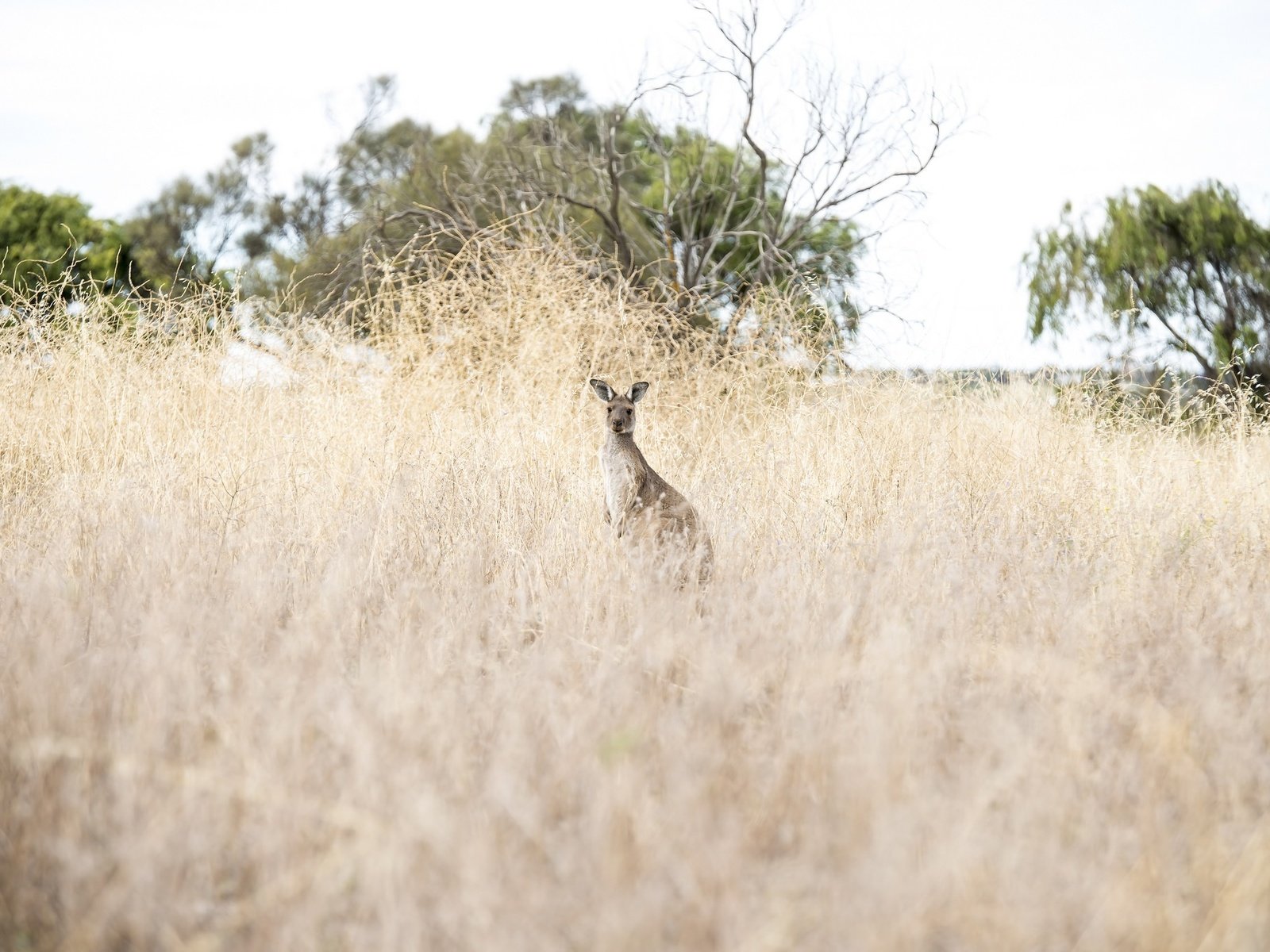 Обои природа, животное, австралия, кенгуру, nature, animal, australia, kangaroo разрешение 2048x1371 Загрузить