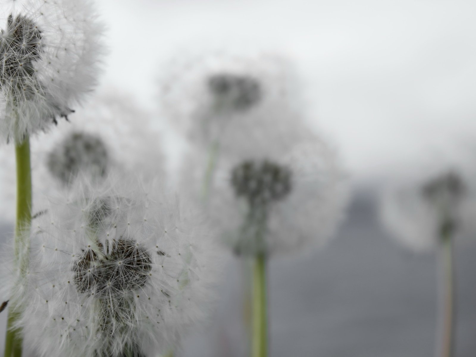 Обои цветы, природа, макро, одуванчики, flowers, nature, macro, dandelions разрешение 2560x1707 Загрузить