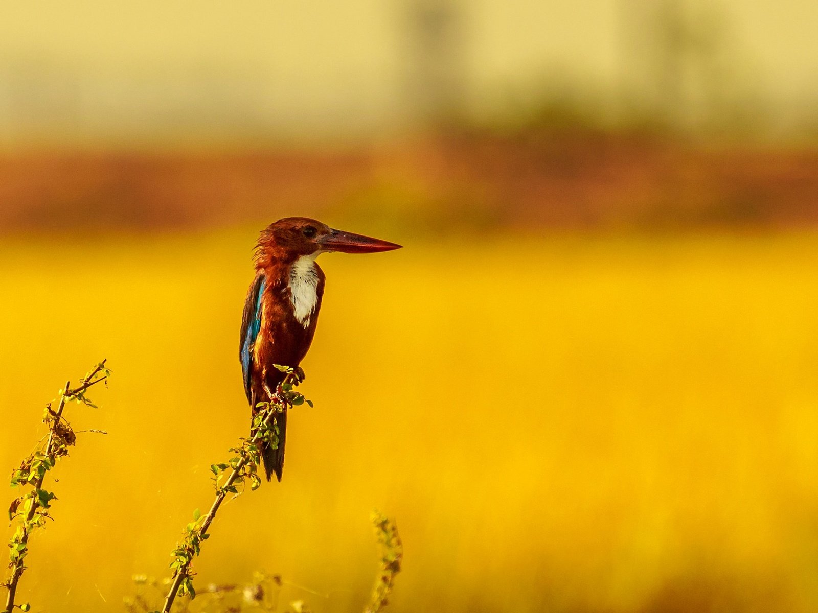 Обои природа, растения, фон, птица, клюв, зимородок, nature, plants, background, bird, beak, kingfisher разрешение 2048x1302 Загрузить