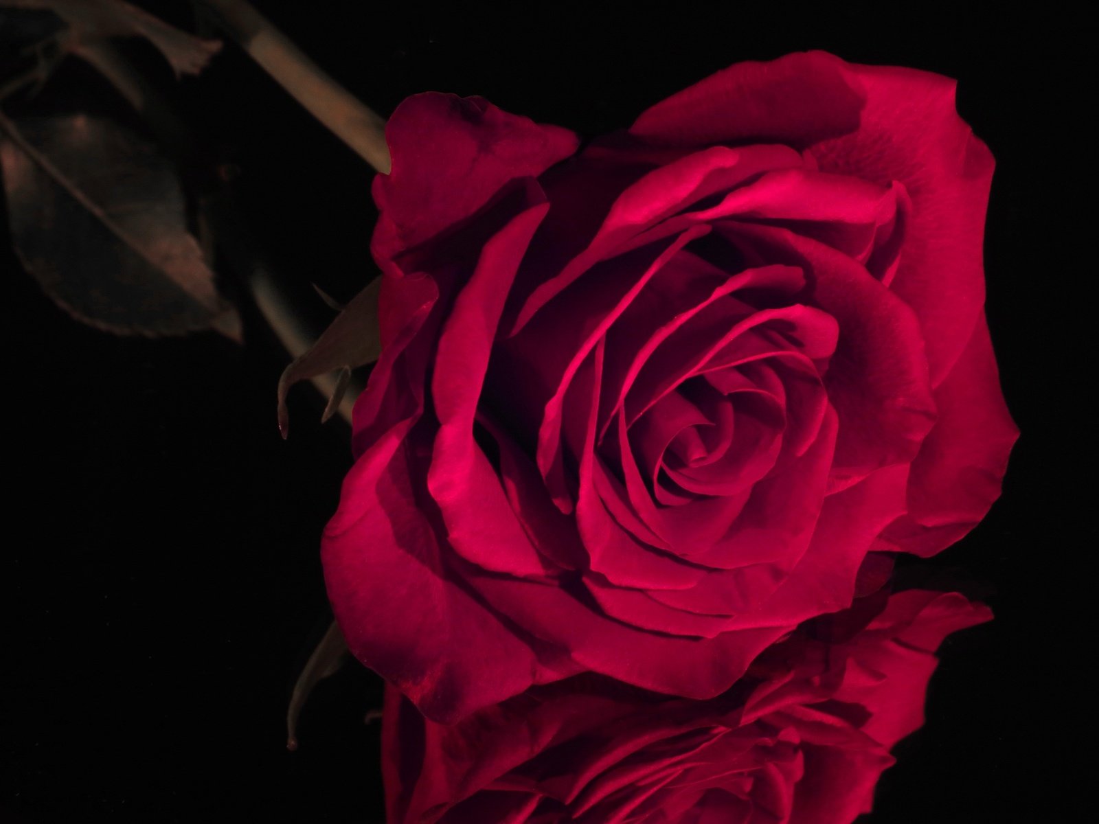 Обои отражение, цветок, роза, красная, бутон, черный фон, reflection, flower, rose, red, bud, black background разрешение 2400x1556 Загрузить