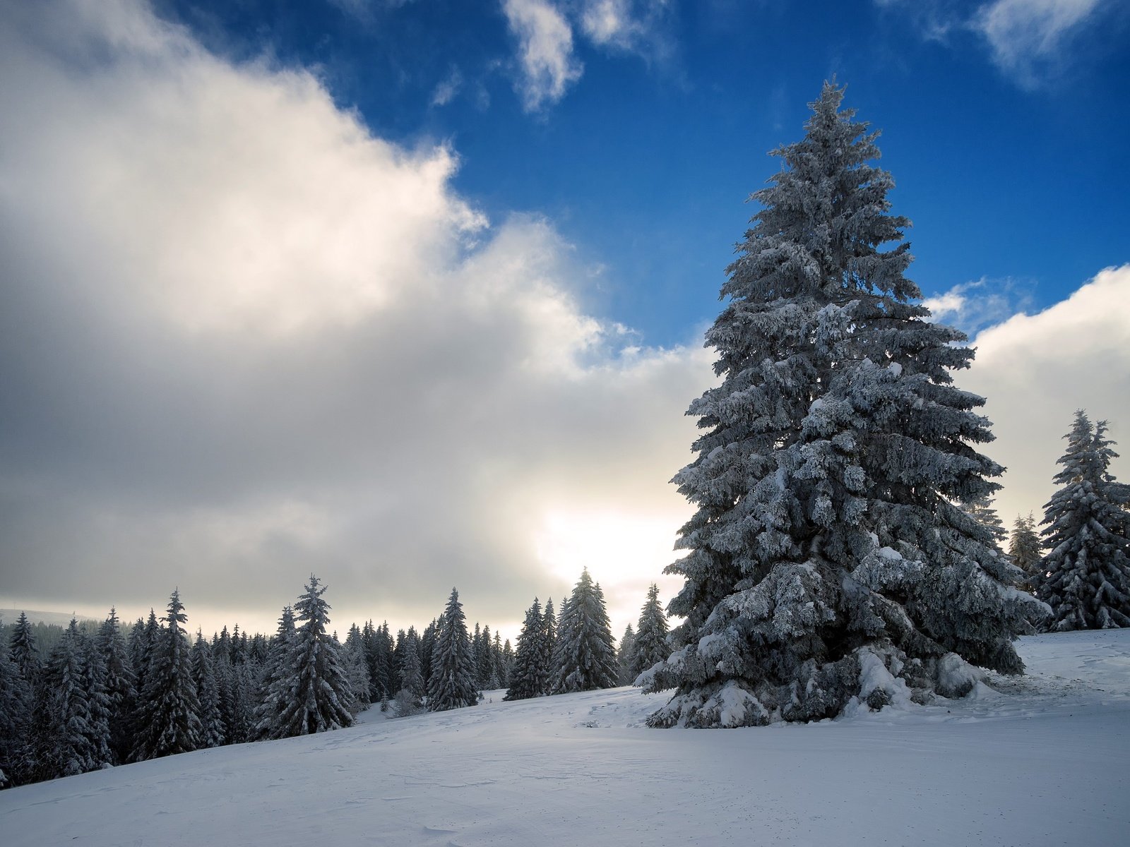 Обои небо, облака, деревья, снег, природа, зима, the sky, clouds, trees, snow, nature, winter разрешение 2560x1707 Загрузить