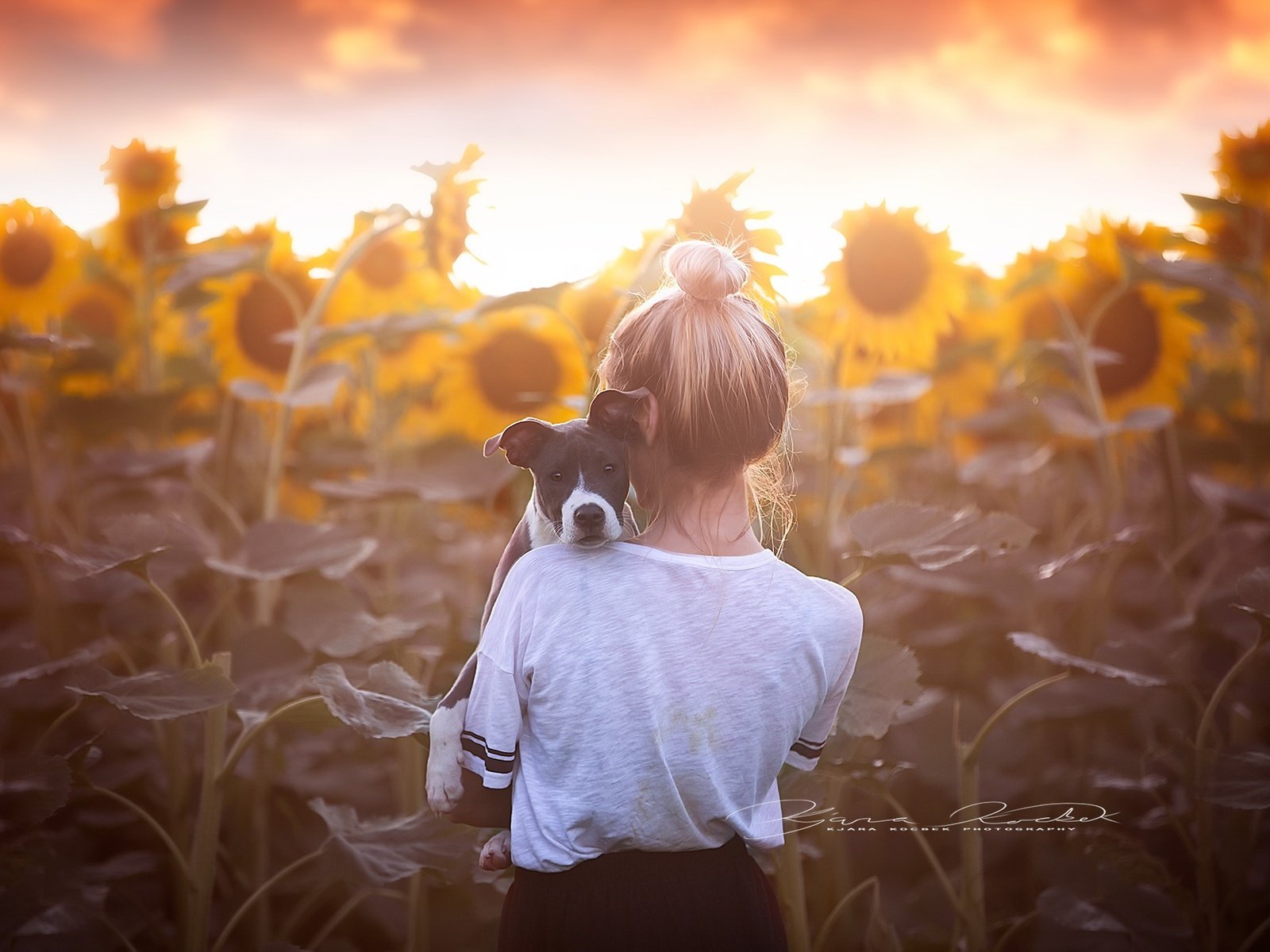 Обои цветы, собака, девочка, спина, подсолнухи, flowers, dog, girl, back, sunflowers разрешение 2035x1350 Загрузить