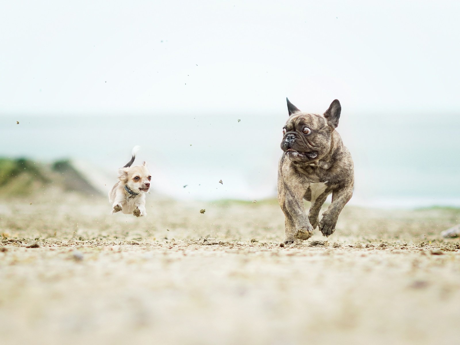 Обои бег, собаки, французский бульдог, чихуахуа, догонялки, running, dogs, french bulldog, chihuahua, catch-up разрешение 2560x1796 Загрузить