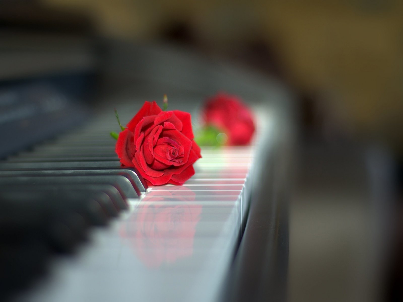 Обои цветы, стиль, роза, пианино, клавиши, красная роза, flowers, style, rose, piano, keys, red rose разрешение 2048x1358 Загрузить