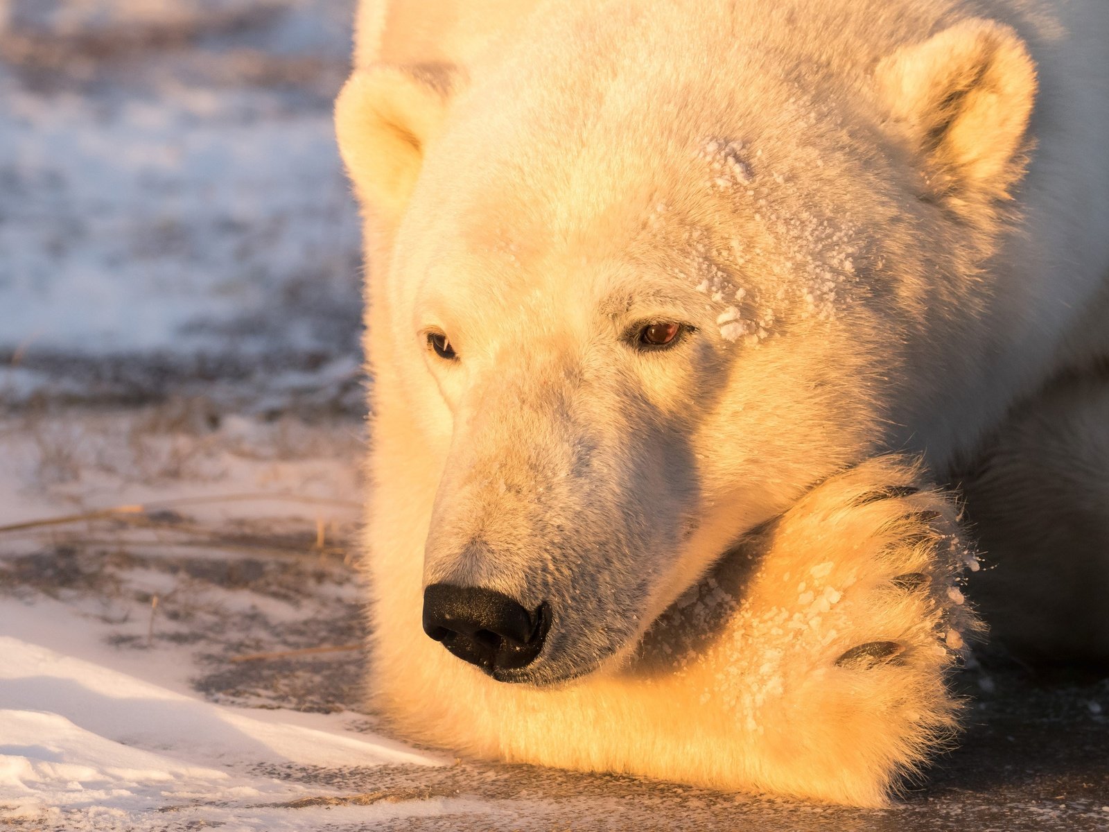 Обои свет, портрет, медведь, белый медведь, задумался, light, portrait, bear, polar bear, thought разрешение 2500x1586 Загрузить