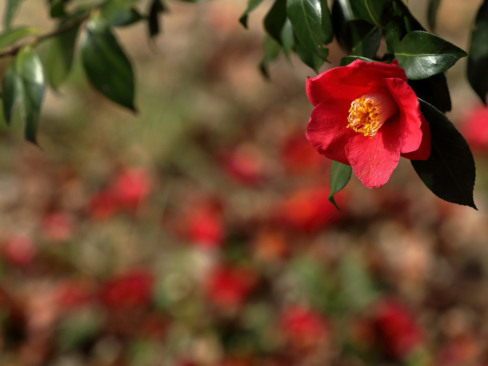 Обои ветка, природа, фон, цветок, красная, камелия, branch, nature, background, flower, red, camellia разрешение 2400x1600 Загрузить