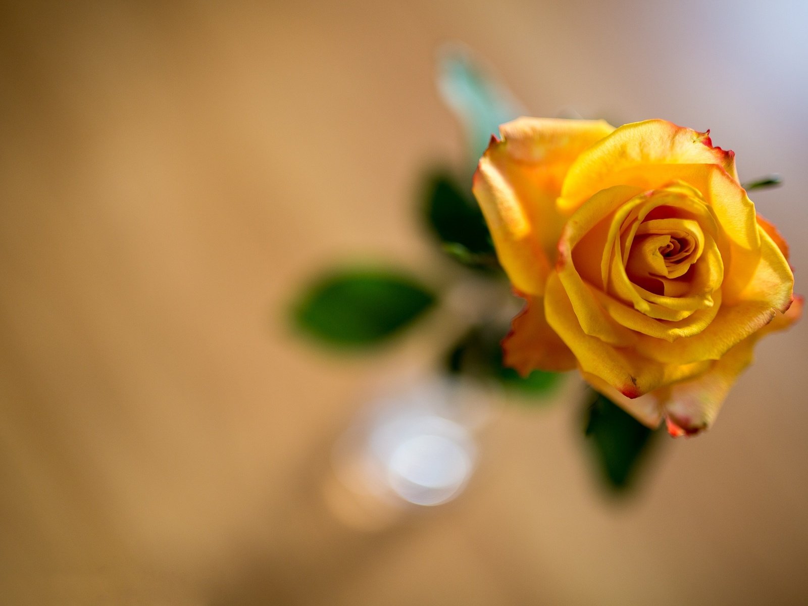 Обои желтый, фон, цветок, роза, боке, yellow, background, flower, rose, bokeh разрешение 2121x1414 Загрузить