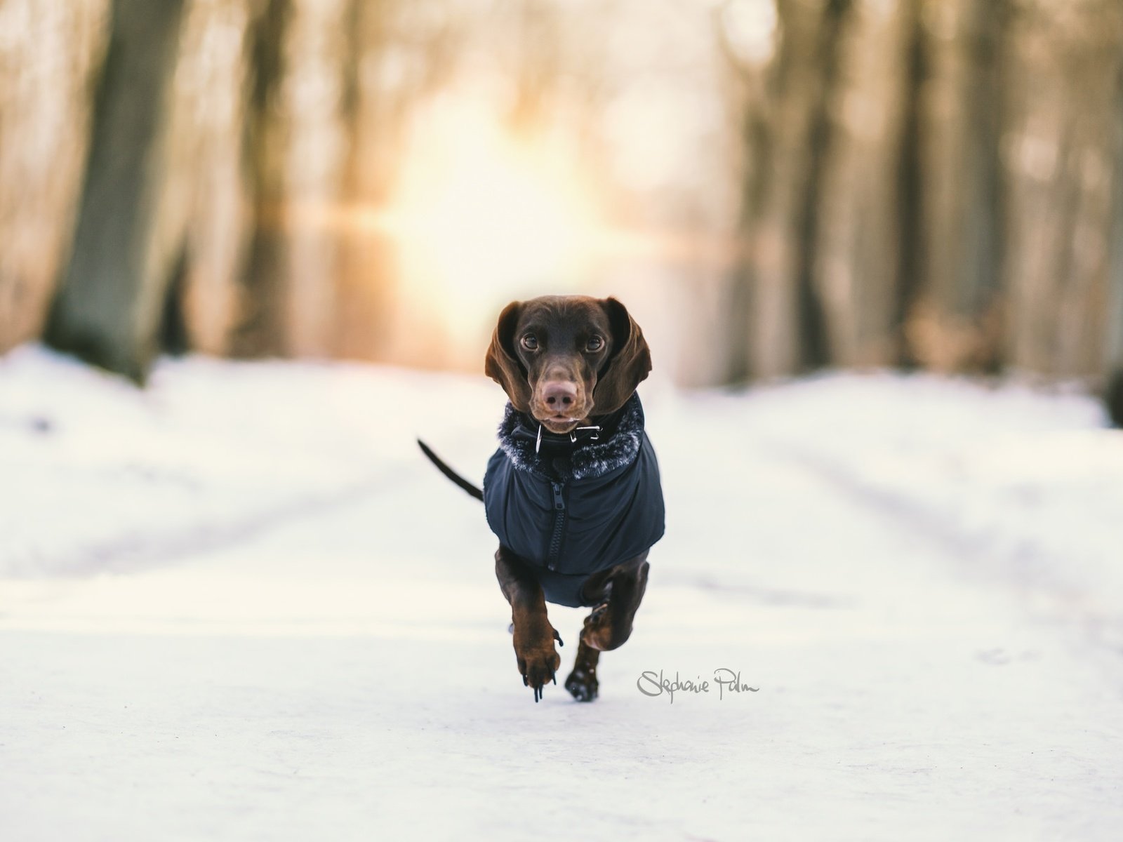 Обои снег, зима, фон, собака, такса, бег, snow, winter, background, dog, dachshund, running разрешение 2048x1365 Загрузить