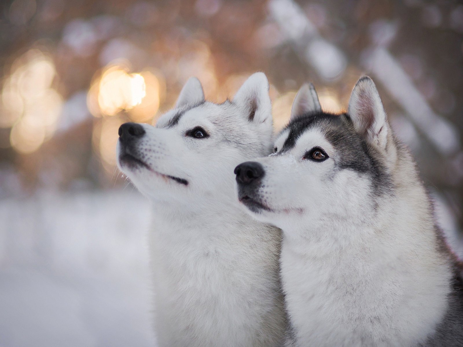 Обои глаза, зима, взгляд, хаски, собаки, мордочки, сибирский хаски, eyes, winter, look, husky, dogs, faces, siberian husky разрешение 2048x1365 Загрузить