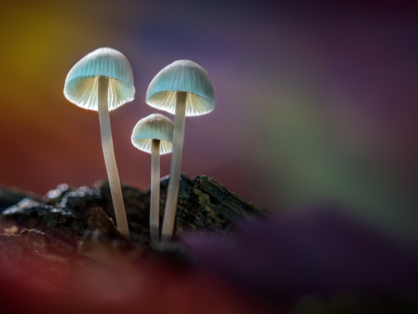 Обои свет, лес, грибы, sophiaspurgin, лесные грибы, light, forest, mushrooms, forest mushrooms разрешение 5760x3840 Загрузить