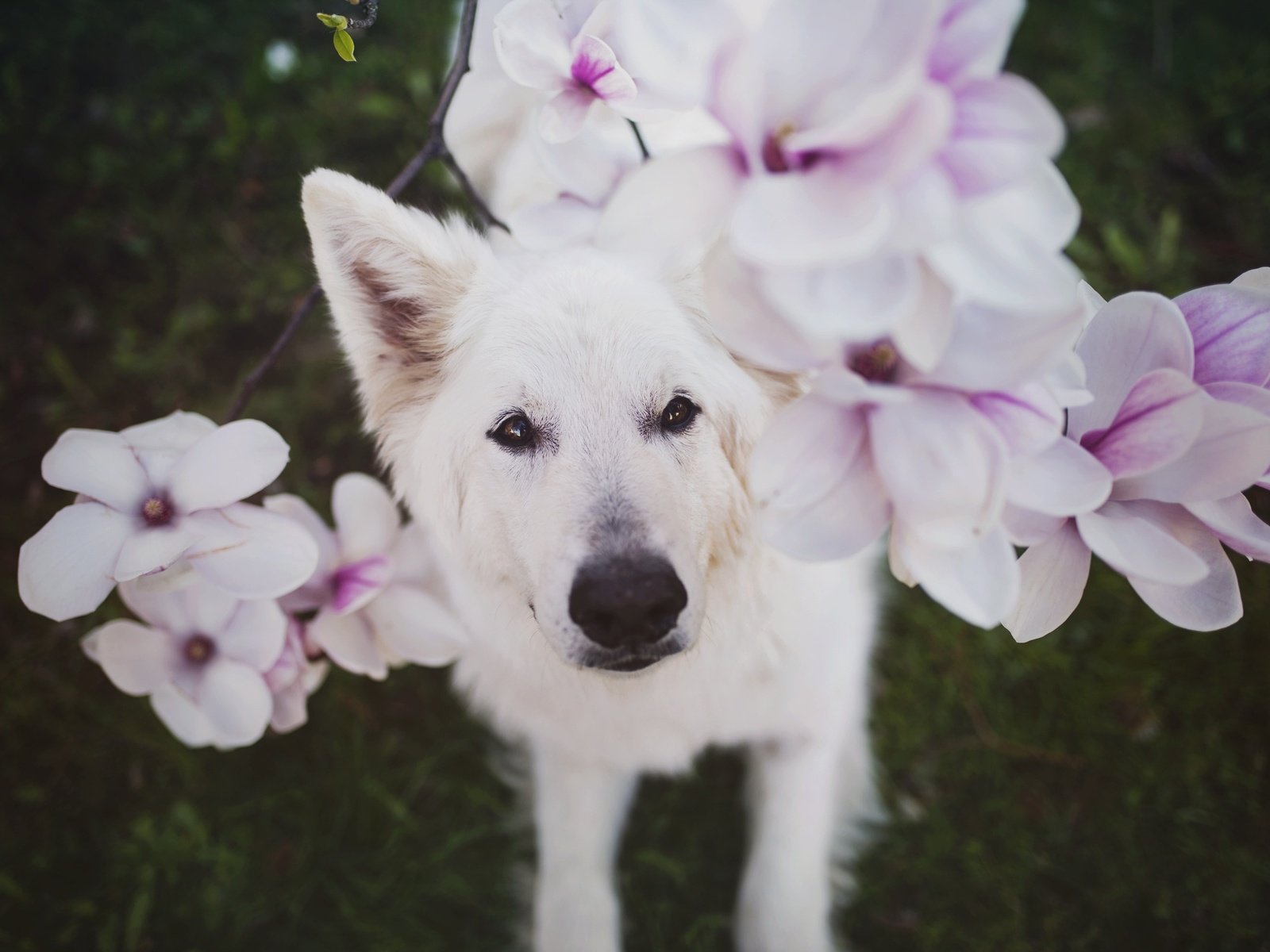 Обои глаза, цветы, взгляд, собака, белая, nanook, eyes, flowers, look, dog, white разрешение 2048x1367 Загрузить