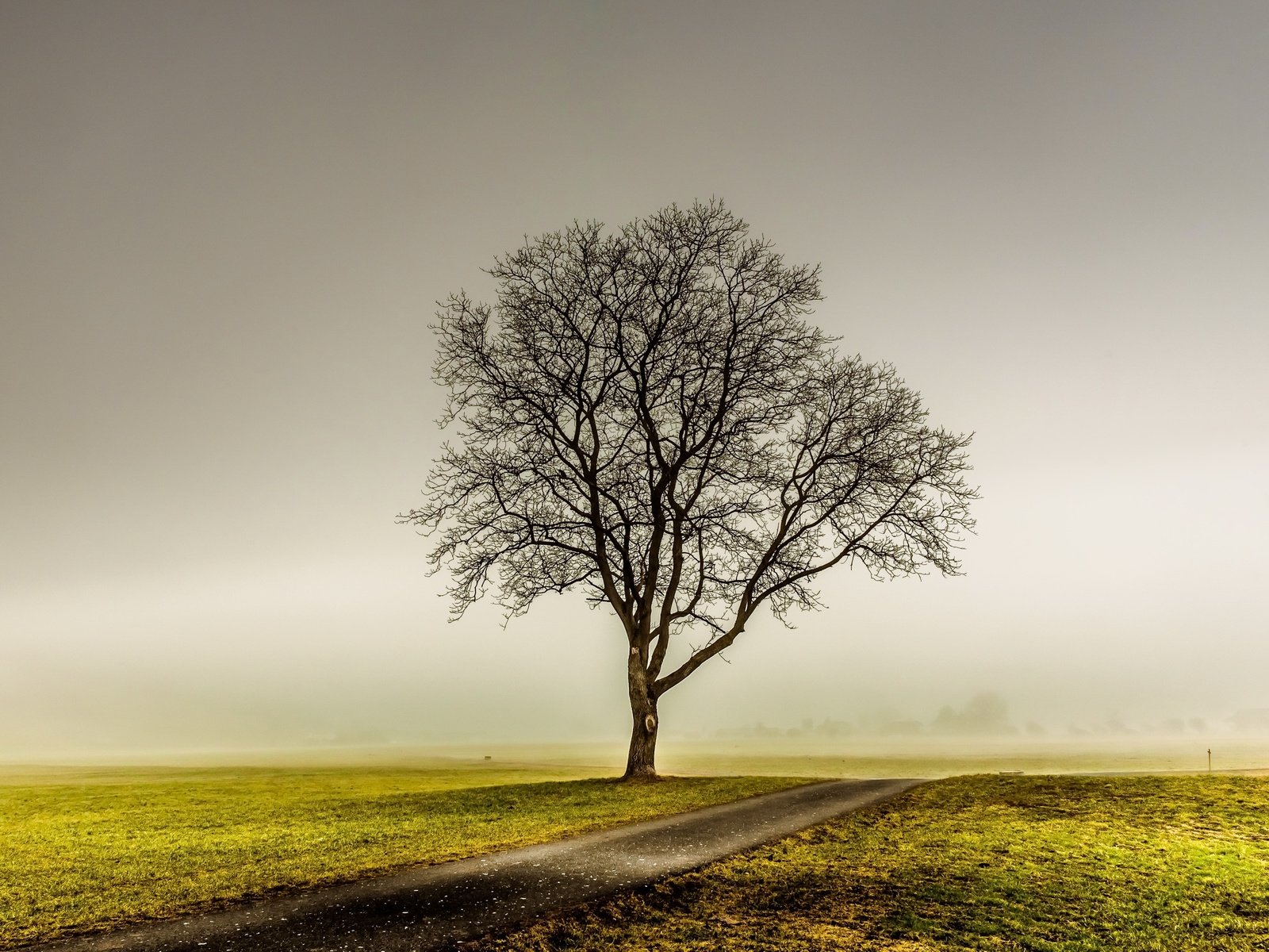 Обои дорога, дерево, туман, поле, road, tree, fog, field разрешение 2560x1709 Загрузить