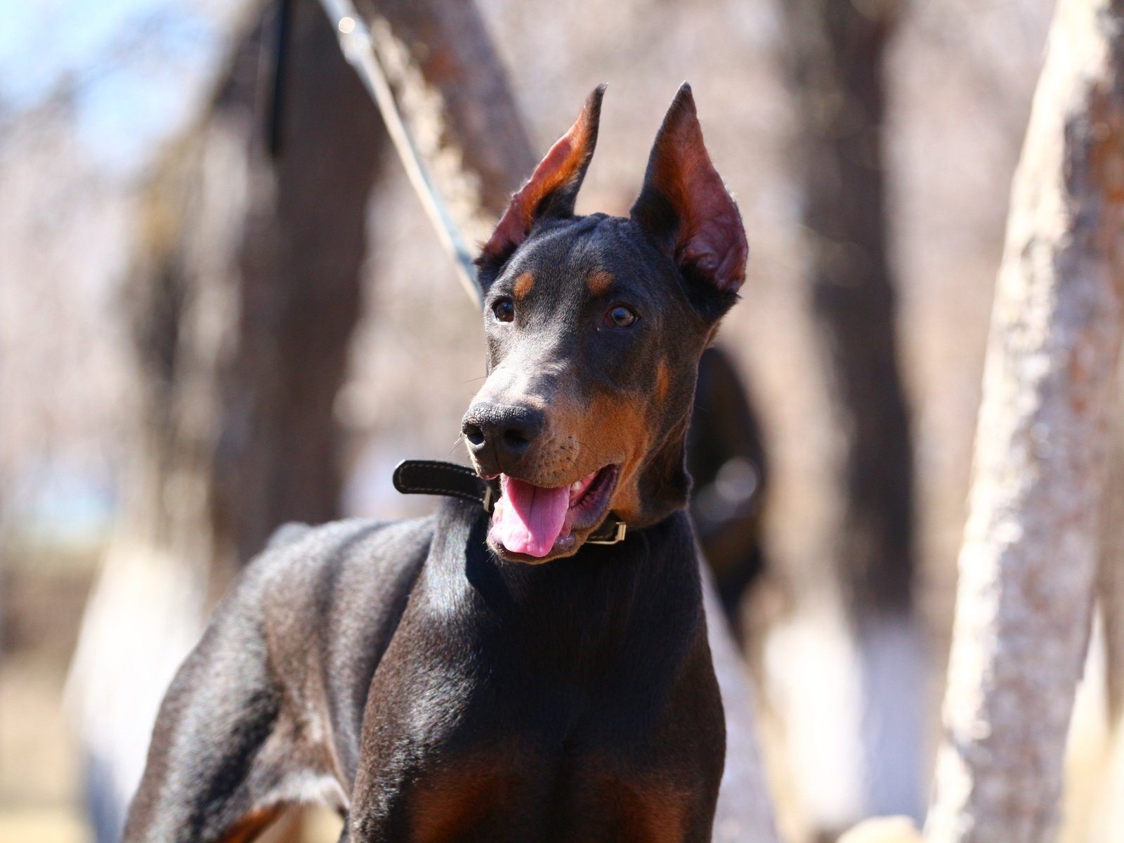 Обои фон, взгляд, собака, ошейник, язык, доберман, background, look, dog, collar, language, doberman разрешение 1920x1280 Загрузить