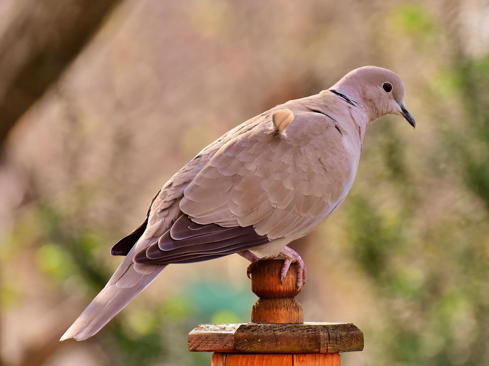 Обои птица, клюв, перья, голубь, bird, beak, feathers, dove разрешение 3840x2350 Загрузить