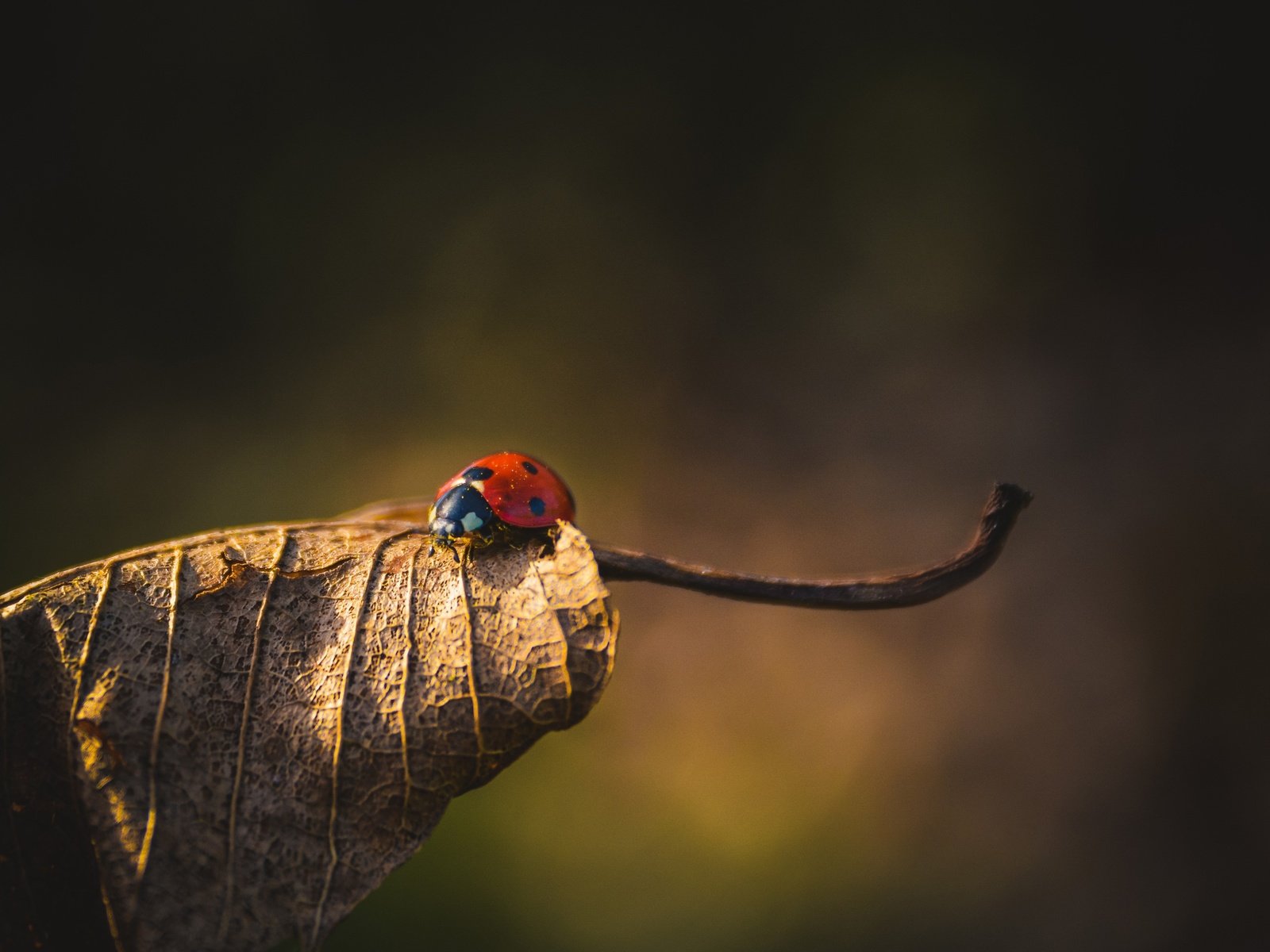 Обои природа, жук, насекомое, фон, лист, божья коровка, сухой лист, nature, beetle, insect, background, sheet, ladybug, dry leaf разрешение 3840x2560 Загрузить