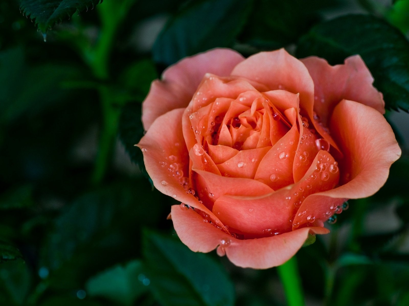 Обои макро, капли, роза, лепестки, красная, бутон, macro, drops, rose, petals, red, bud разрешение 2048x1360 Загрузить