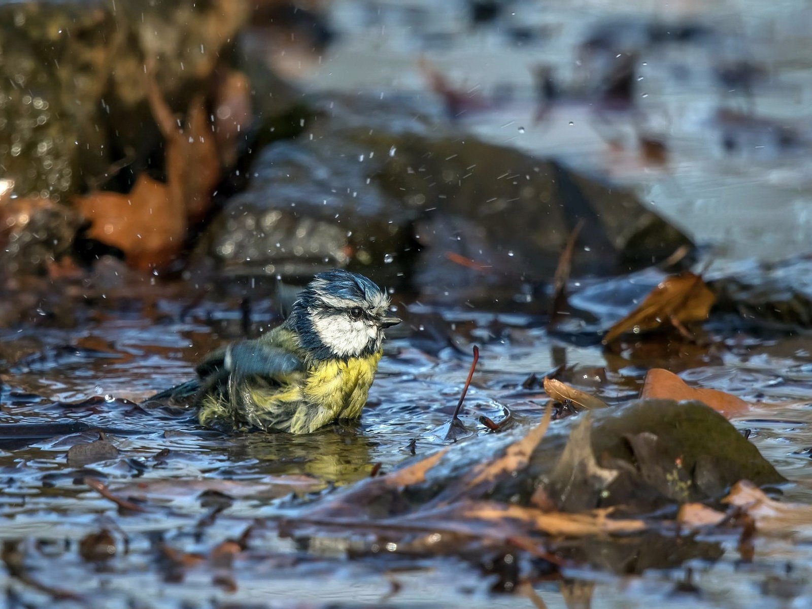 Обои природа, листья, осень, птица, лужа, синица, nature, leaves, autumn, bird, puddle, tit разрешение 2048x1265 Загрузить