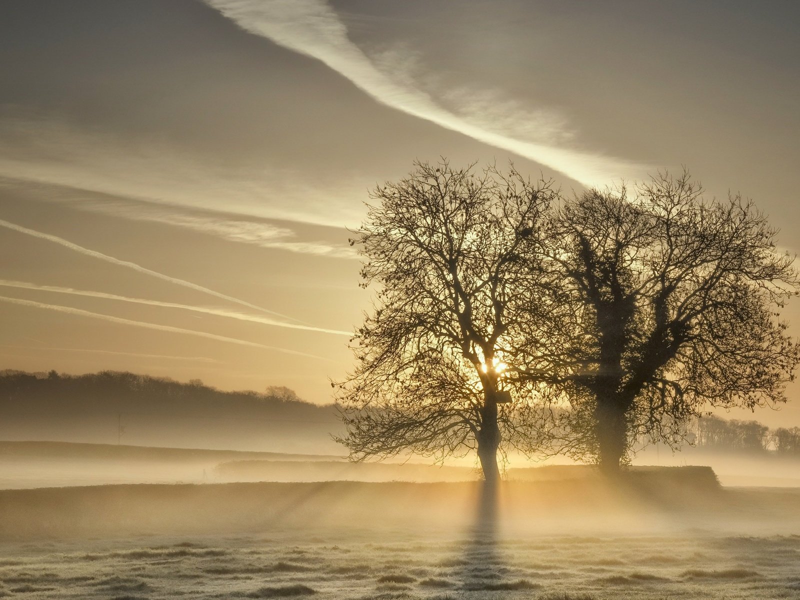 Обои деревья, природа, туман, поле, trees, nature, fog, field разрешение 2048x1313 Загрузить