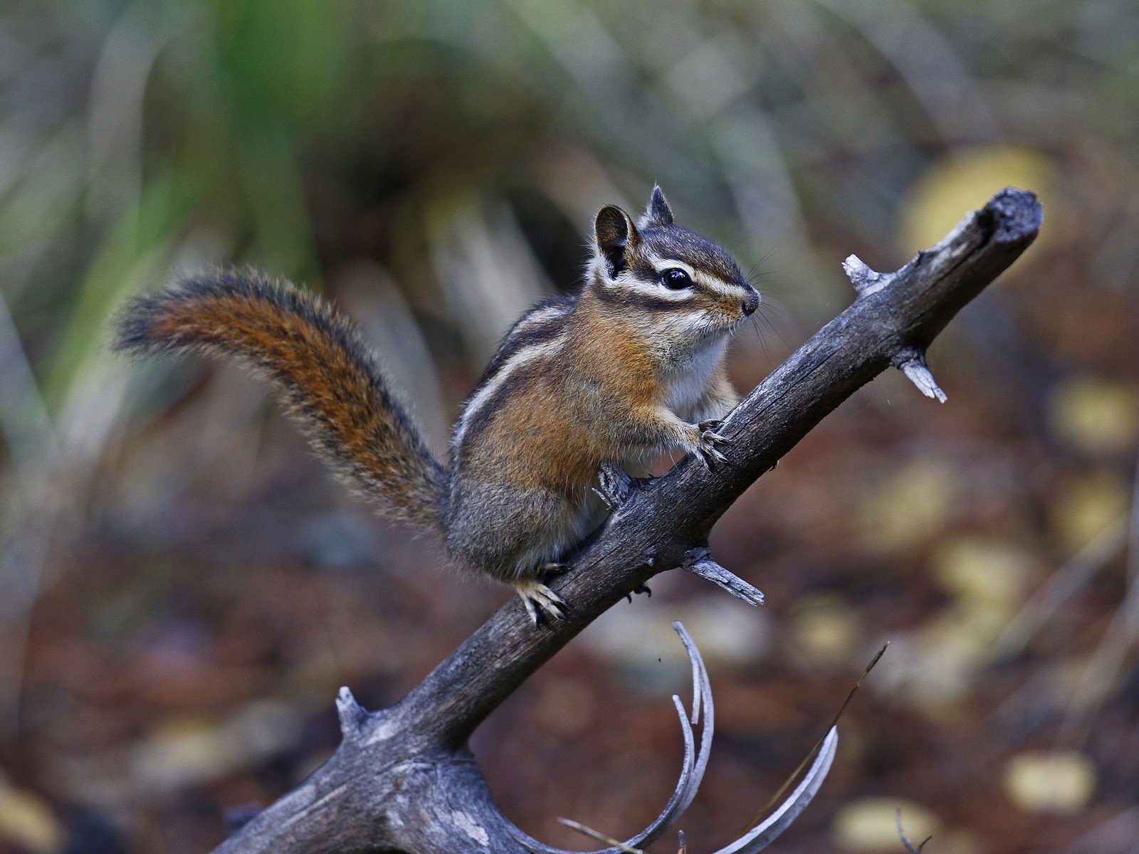 Обои ветка, природа, фон, животное, бурундук, грызун, branch, nature, background, animal, chipmunk, rodent разрешение 2048x1406 Загрузить