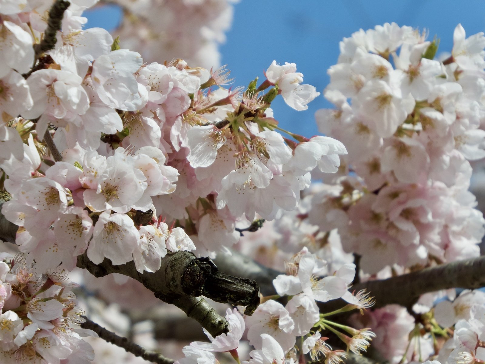 Обои цветение, ветки, весна, сакура, flowering, branches, spring, sakura разрешение 2048x1536 Загрузить