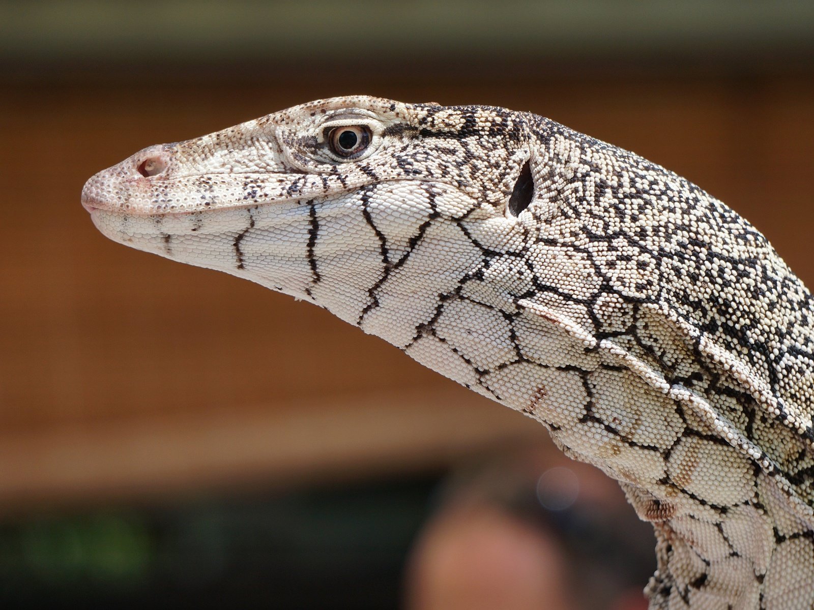 Обои взгляд, ящерица, кожа, рептилия, боке, варан, look, lizard, leather, reptile, bokeh, varan разрешение 3000x2000 Загрузить