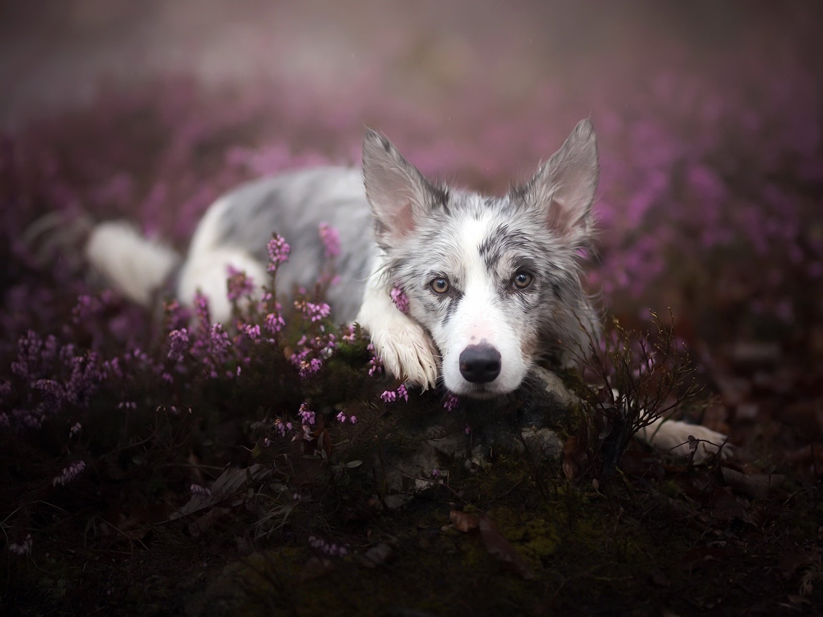 Обои цветы, взгляд, собака, бордер-колли, cirilla, alicja zmysłowska, flowers, look, dog, the border collie разрешение 2048x1217 Загрузить