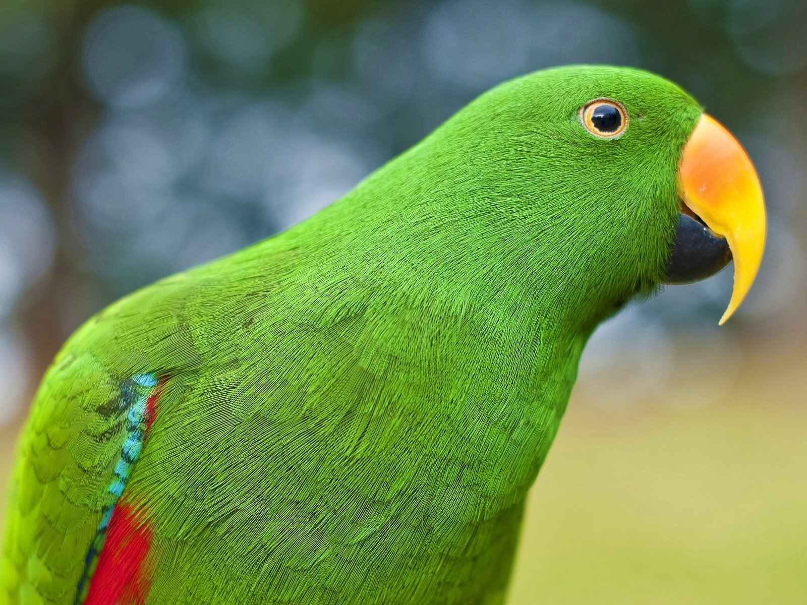 Зеленый попугай перья без смс
