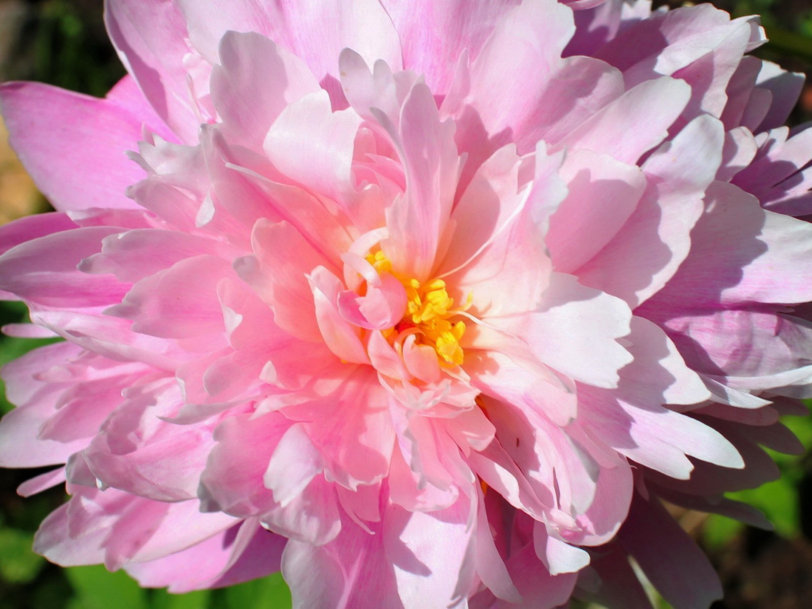 Обои цветок, лепестки, бутон, розовый, пион, flower, petals, bud, pink, peony разрешение 2562x1708 Загрузить
