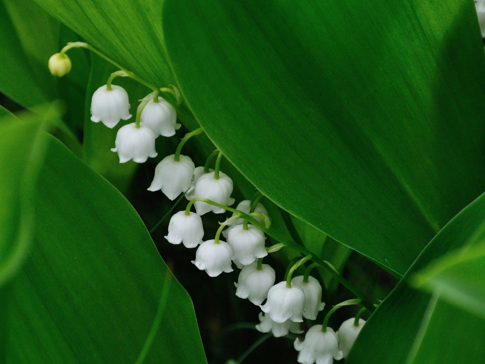 Обои цветы, весна, ландыш, flowers, spring, lily of the valley разрешение 1920x1200 Загрузить