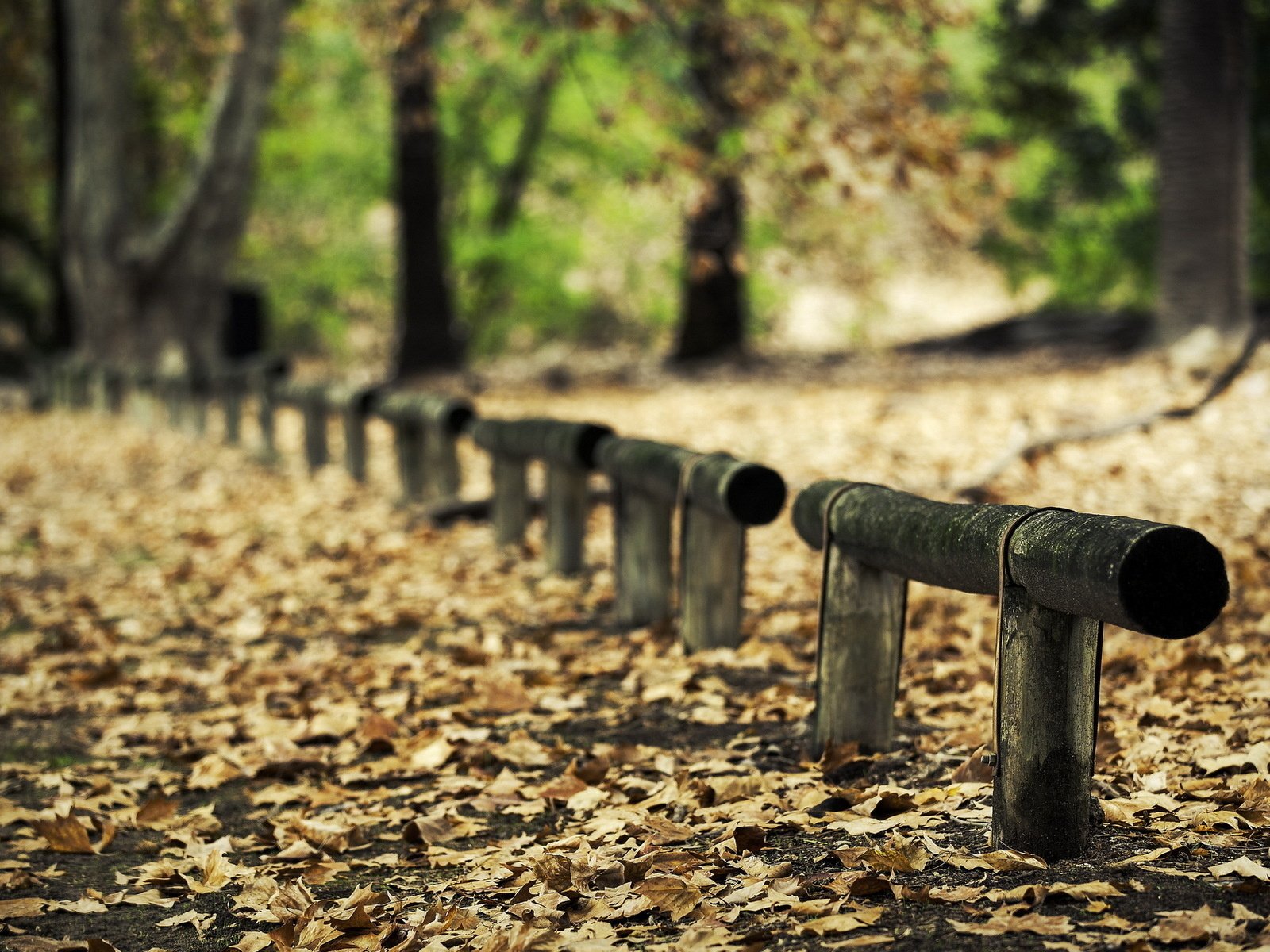 Обои деревья, листья, парк, осень, trees, leaves, park, autumn разрешение 1920x1200 Загрузить