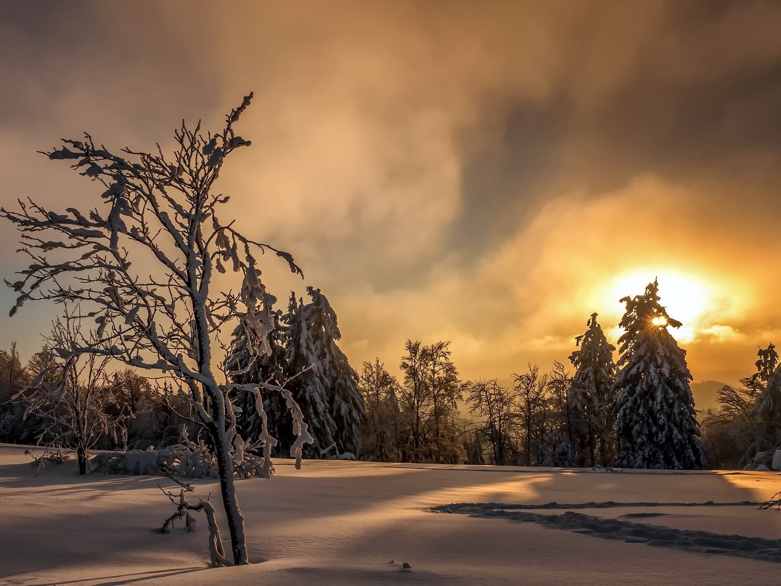 Обои деревья, солнце, снег, лес, закат, зима, trees, the sun, snow, forest, sunset, winter разрешение 2048x1272 Загрузить