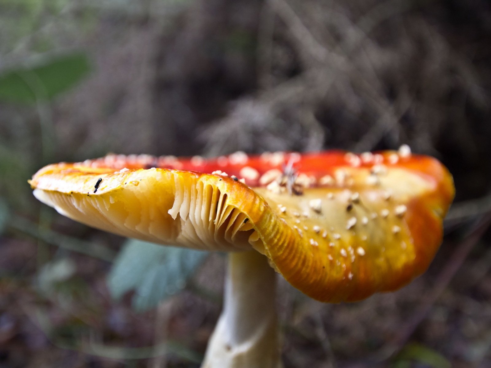 Обои лес, гриб, шляпка, мухомор, поганка, forest, mushroom, hat, toadstool разрешение 1920x1200 Загрузить