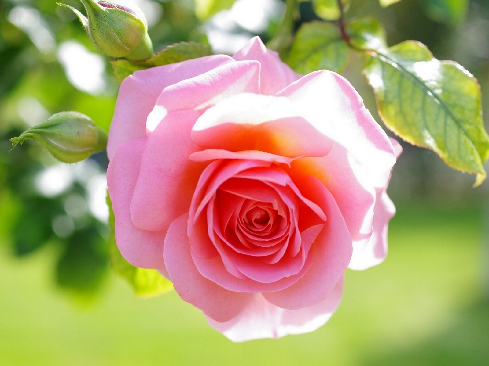 Обои листья, макро, цветок, роза, бутон, розовая, leaves, macro, flower, rose, bud, pink разрешение 1920x1200 Загрузить
