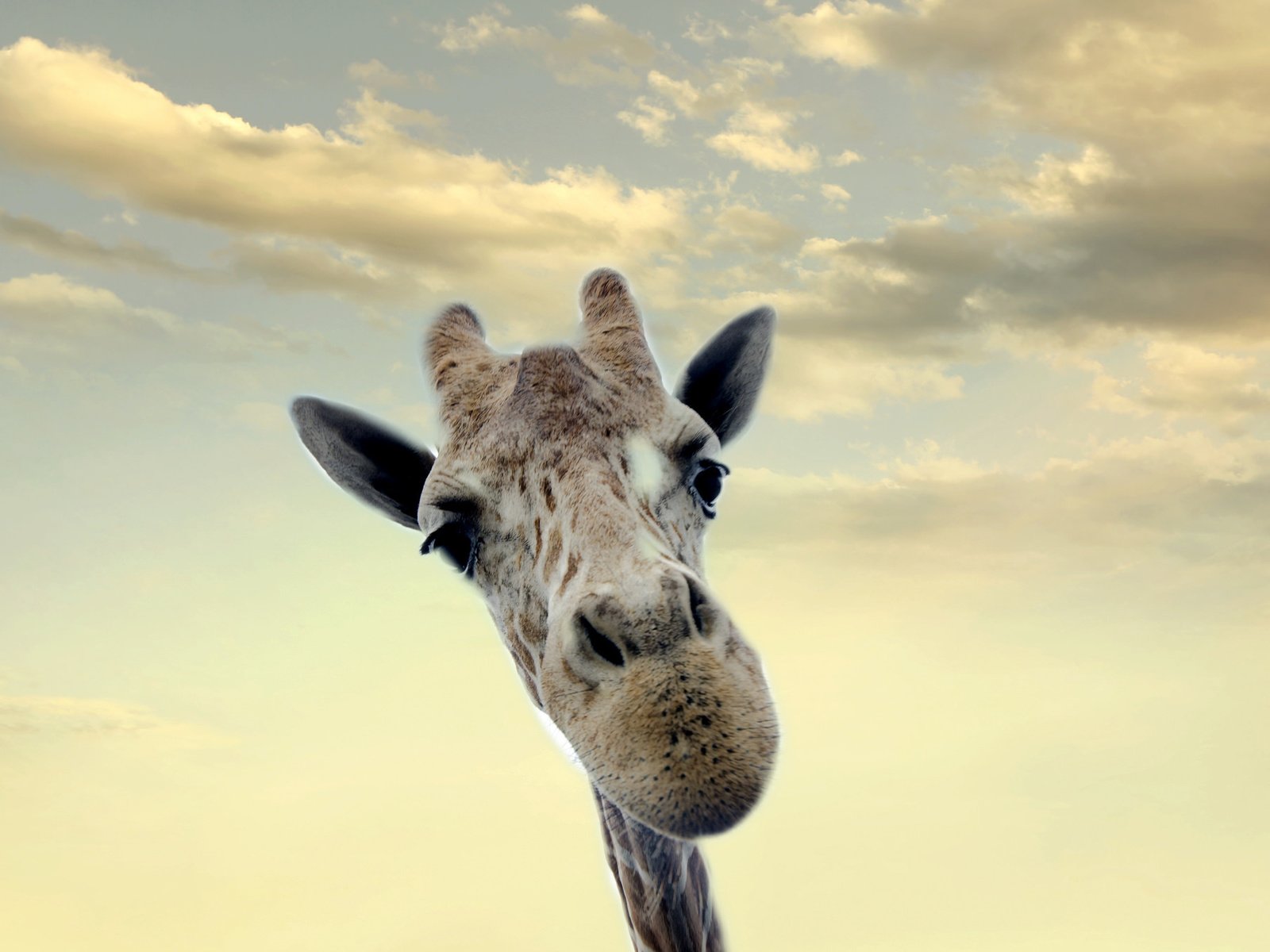 Обои морда, небо, фон, жираф, шея, face, the sky, background, giraffe, neck разрешение 2048x1356 Загрузить