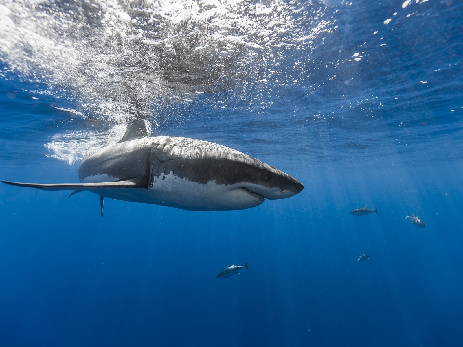 Обои море, рыбы, рыба, акула, подводный мир, sea, fish, shark, underwater world разрешение 2560x1707 Загрузить