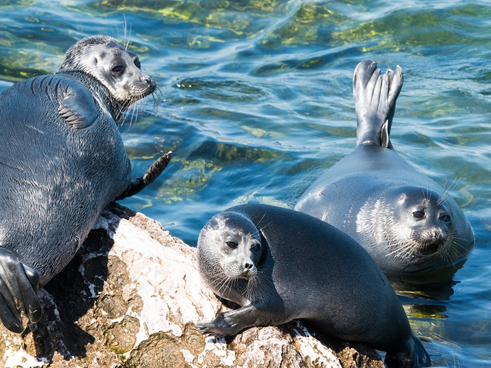 Обои берег, море, трио, тюлени, байкальская нерпа, shore, sea, trio, seals, baikal seal разрешение 2560x1440 Загрузить