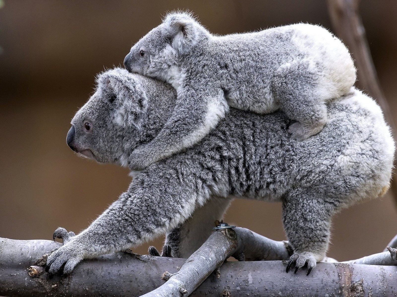 Обои ветка, животные, детеныш, коала, branch, animals, cub, koala разрешение 2200x1238 Загрузить