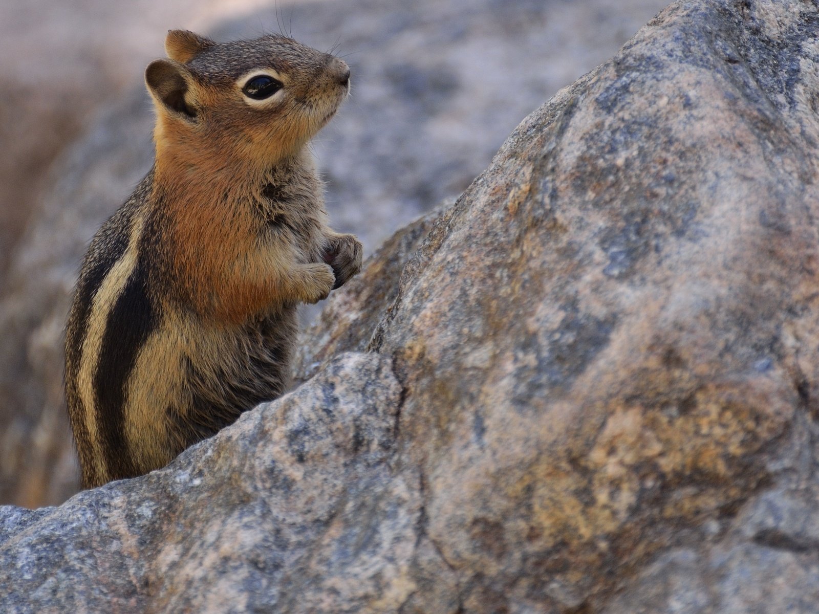 Обои животное, боке, бурундук, стойка, грызун, animal, bokeh, chipmunk, stand, rodent разрешение 3268x2100 Загрузить