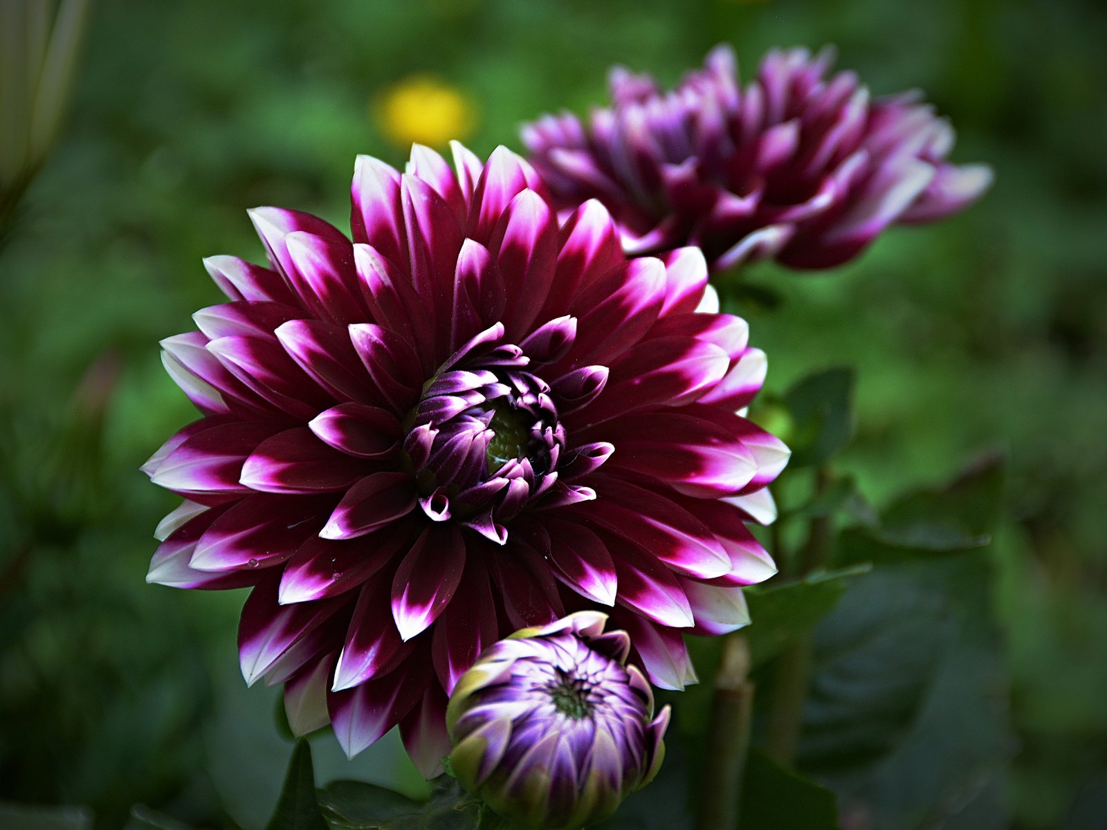 Обои цветок, боке, георгин, flower, bokeh, dahlia разрешение 5645x3815 Загрузить