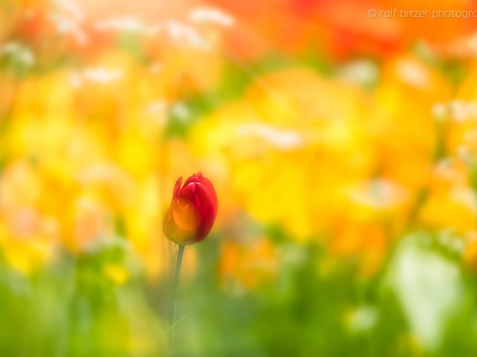 Обои фон, цветок, размытость, весна, тюльпан, background, flower, blur, spring, tulip разрешение 2048x1365 Загрузить