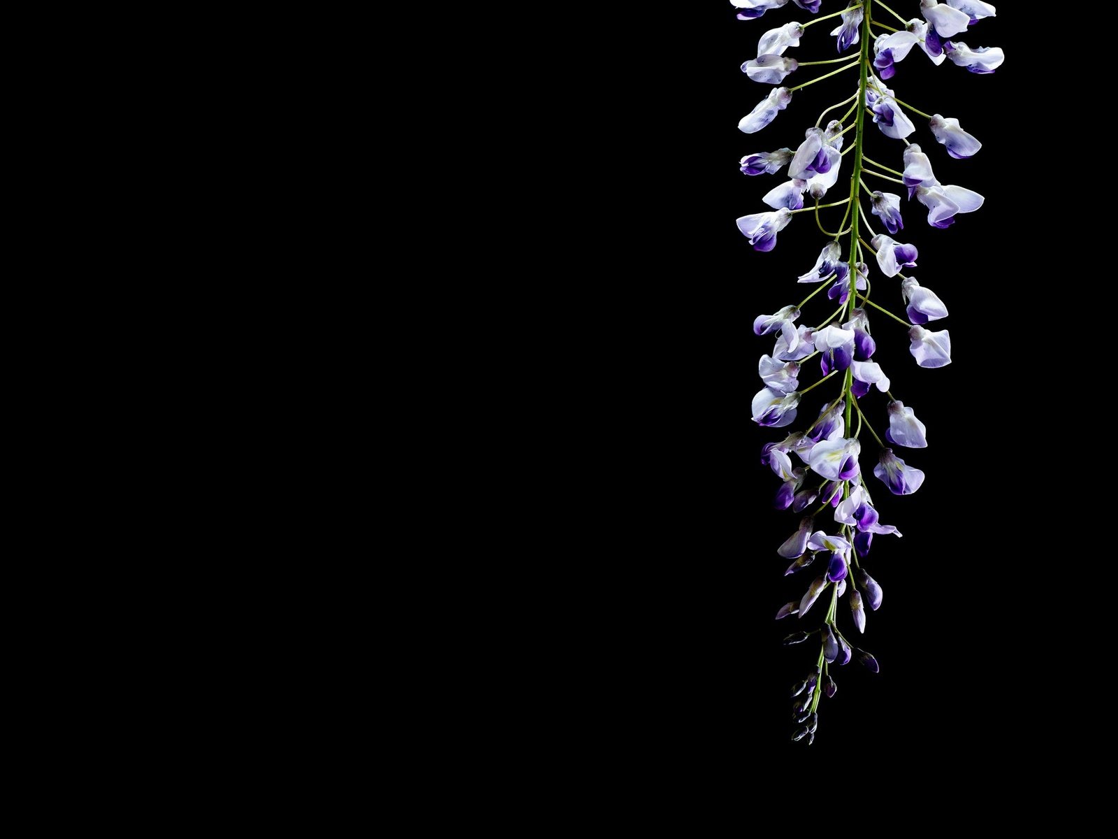 Обои цветок, черный фон, глициния, вистерия, flower, black background, wisteria разрешение 2048x1365 Загрузить