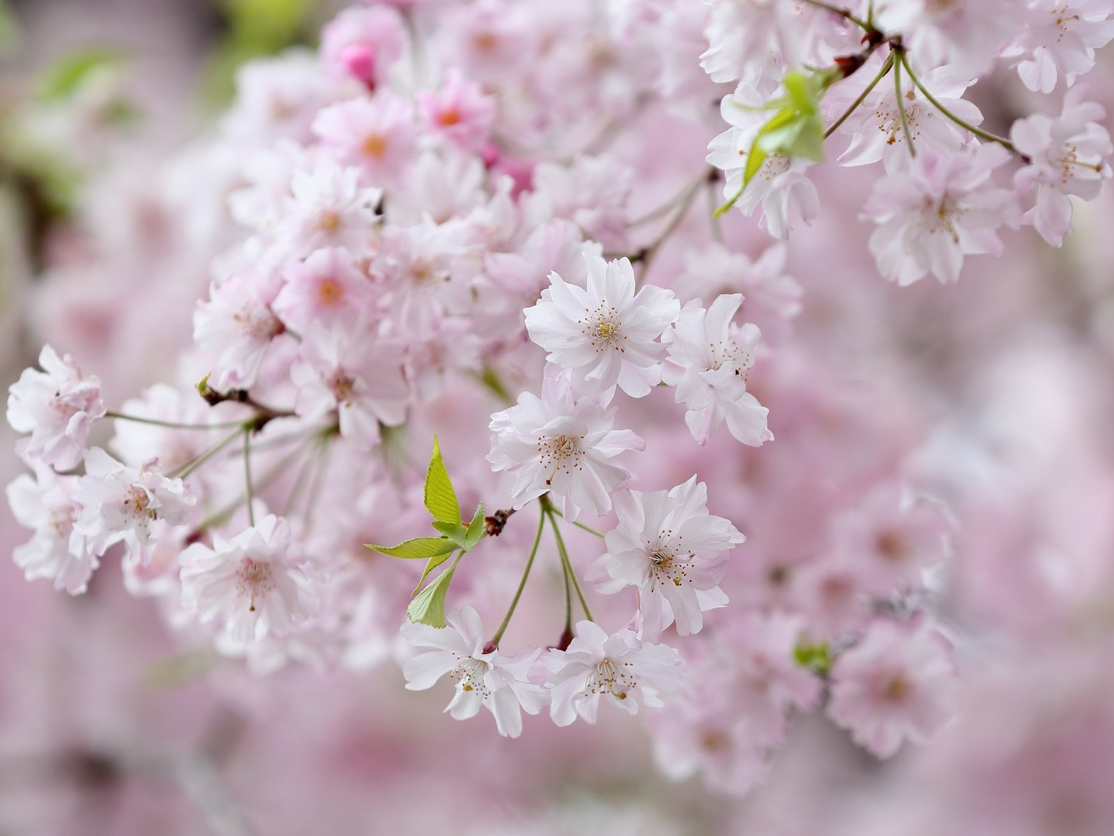 Обои цветы, цветение, ветки, весна, вишня, сакура, flowers, flowering, branches, spring, cherry, sakura разрешение 4971x3314 Загрузить