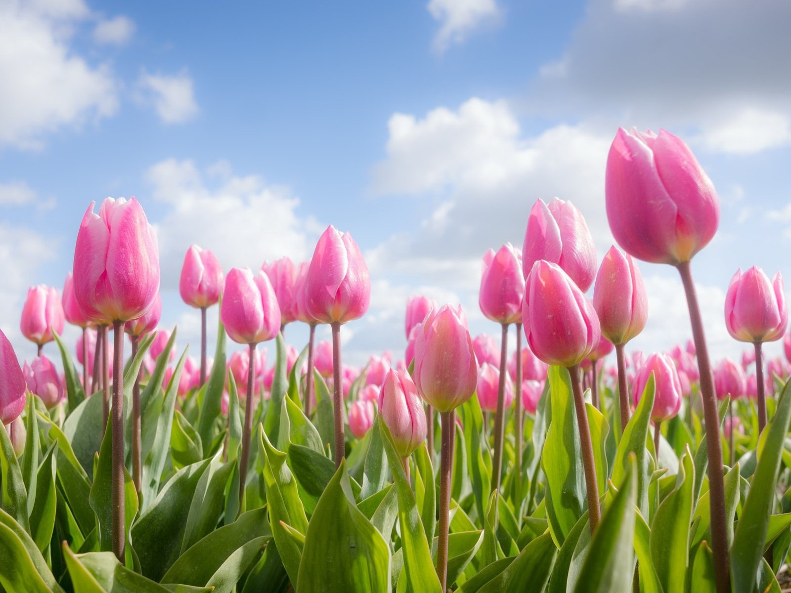 Обои небо, цветы, облака, весна, тюльпаны, розовые, the sky, flowers, clouds, spring, tulips, pink разрешение 2048x1222 Загрузить