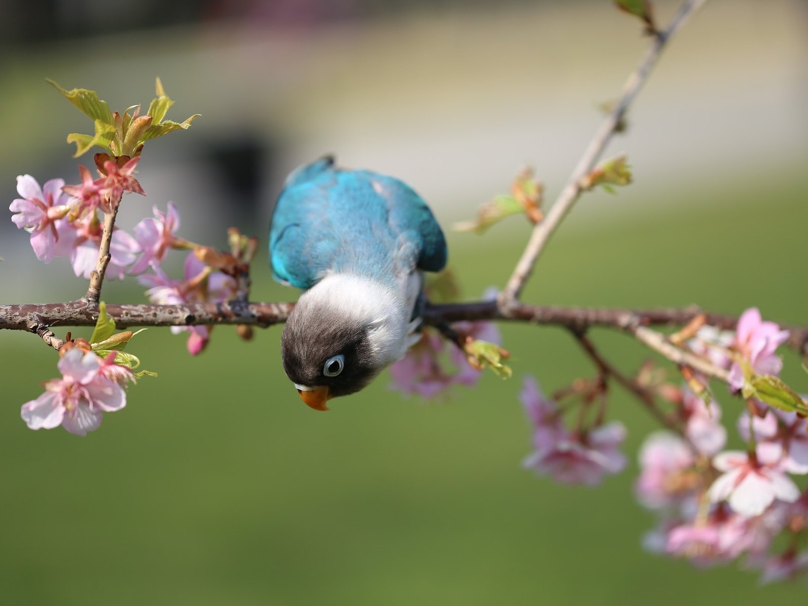 Обои цветы, ветка, цветение, птица, попугай, flowers, branch, flowering, bird, parrot разрешение 2048x1365 Загрузить