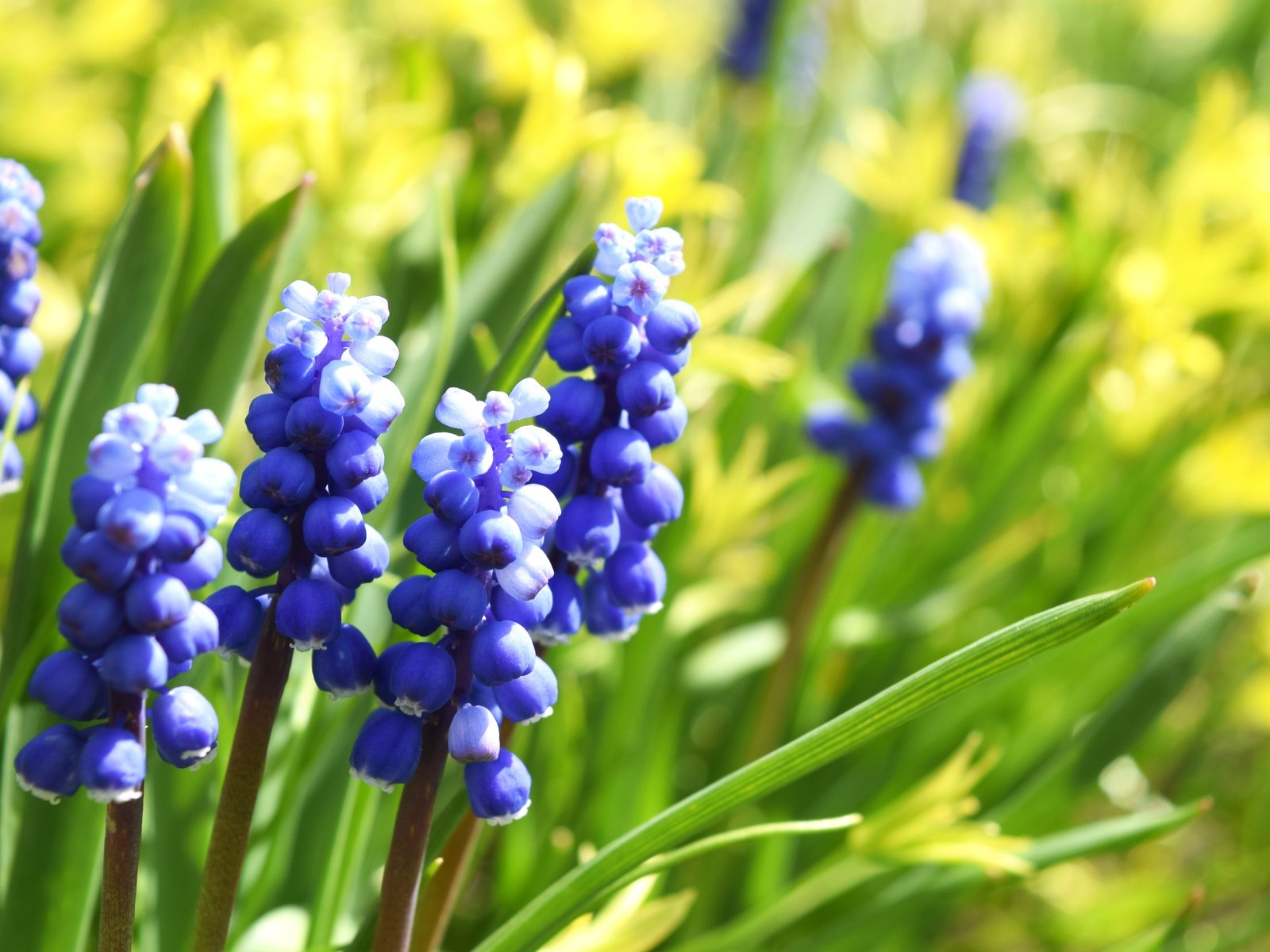 Обои цветы, макро, весна, мускари, виноградный гиацинт, flowers, macro, spring, muscari, grape hyacinth разрешение 6000x4000 Загрузить