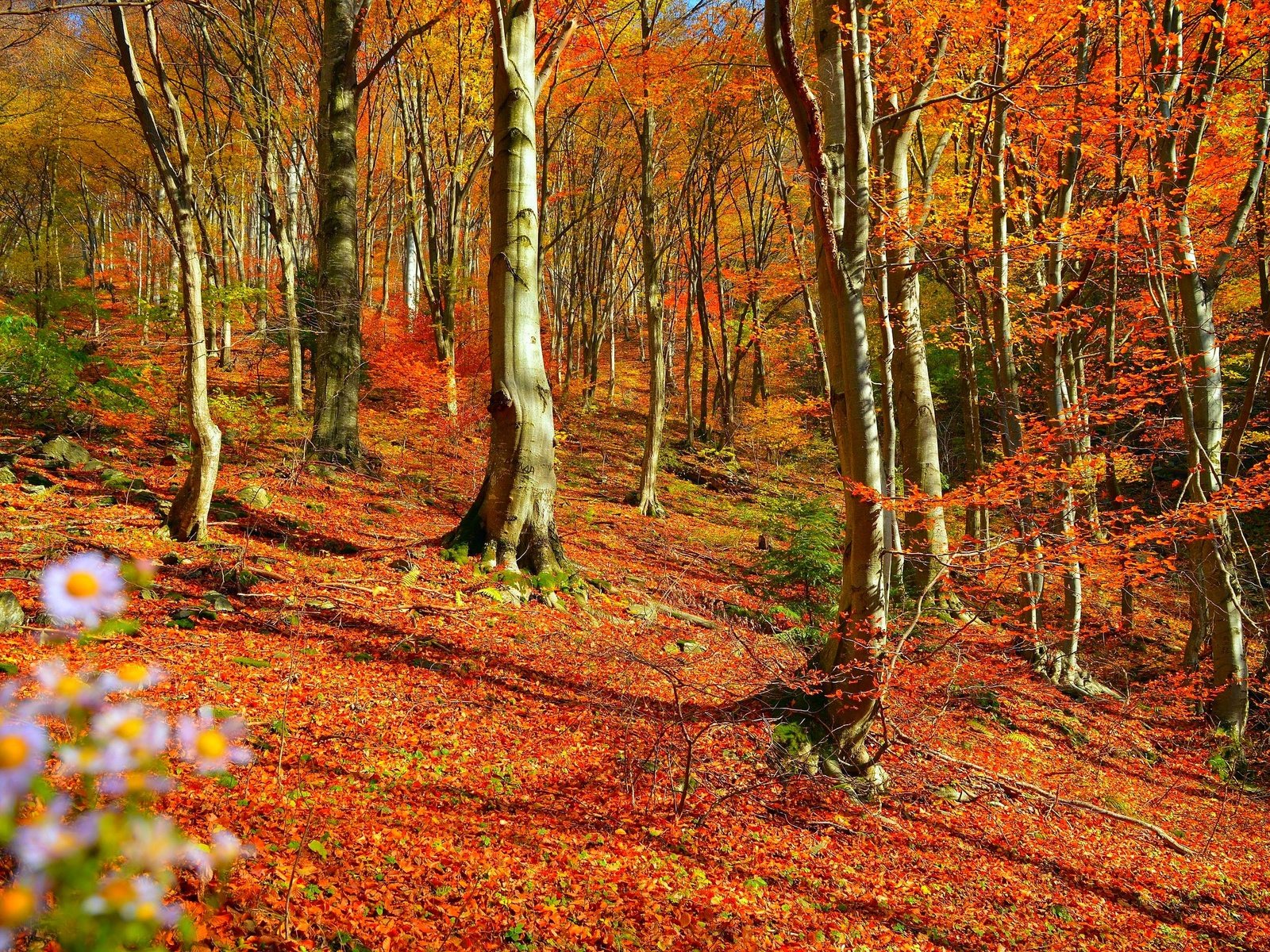 Обои деревья, лес, листва, осень, листопад, trees, forest, foliage, autumn, falling leaves разрешение 3000x1995 Загрузить