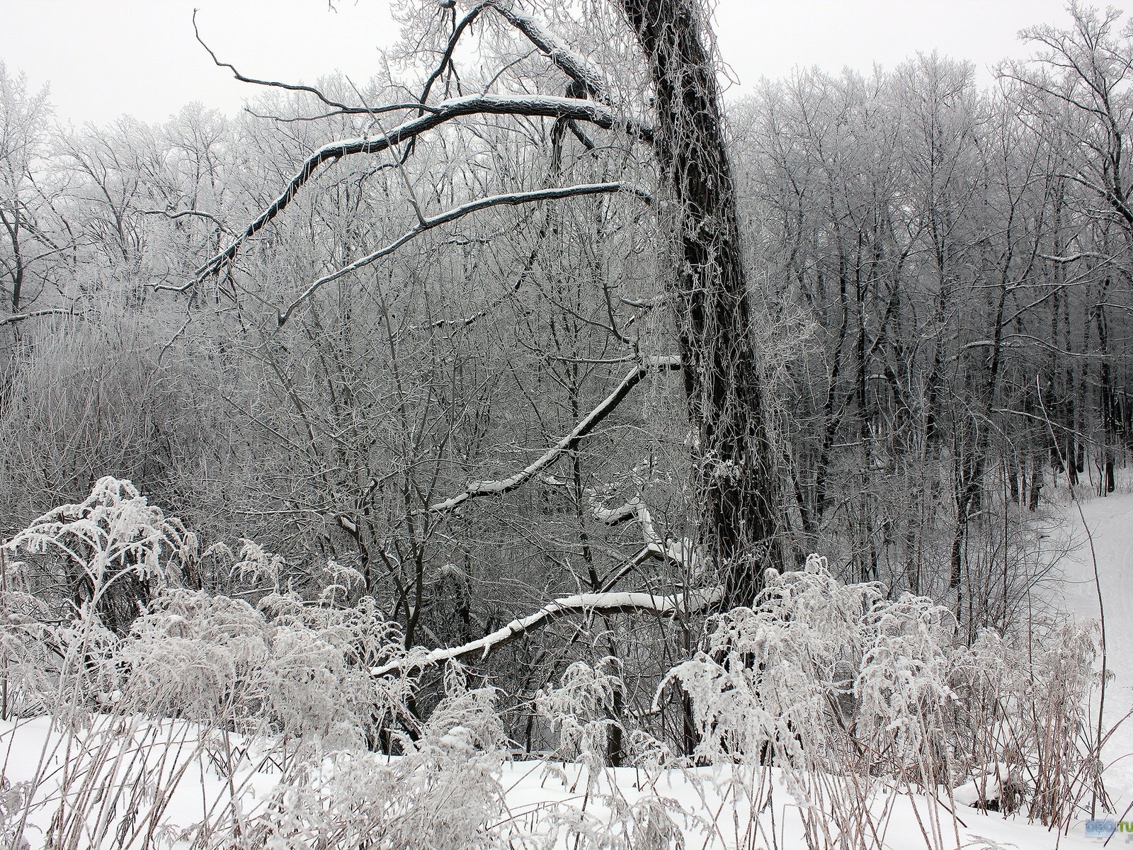 Обои деревья, снег, лес, зима, ветки, мороз, чёрно-белое, trees, snow, forest, winter, branches, frost, black and white разрешение 2560x1707 Загрузить