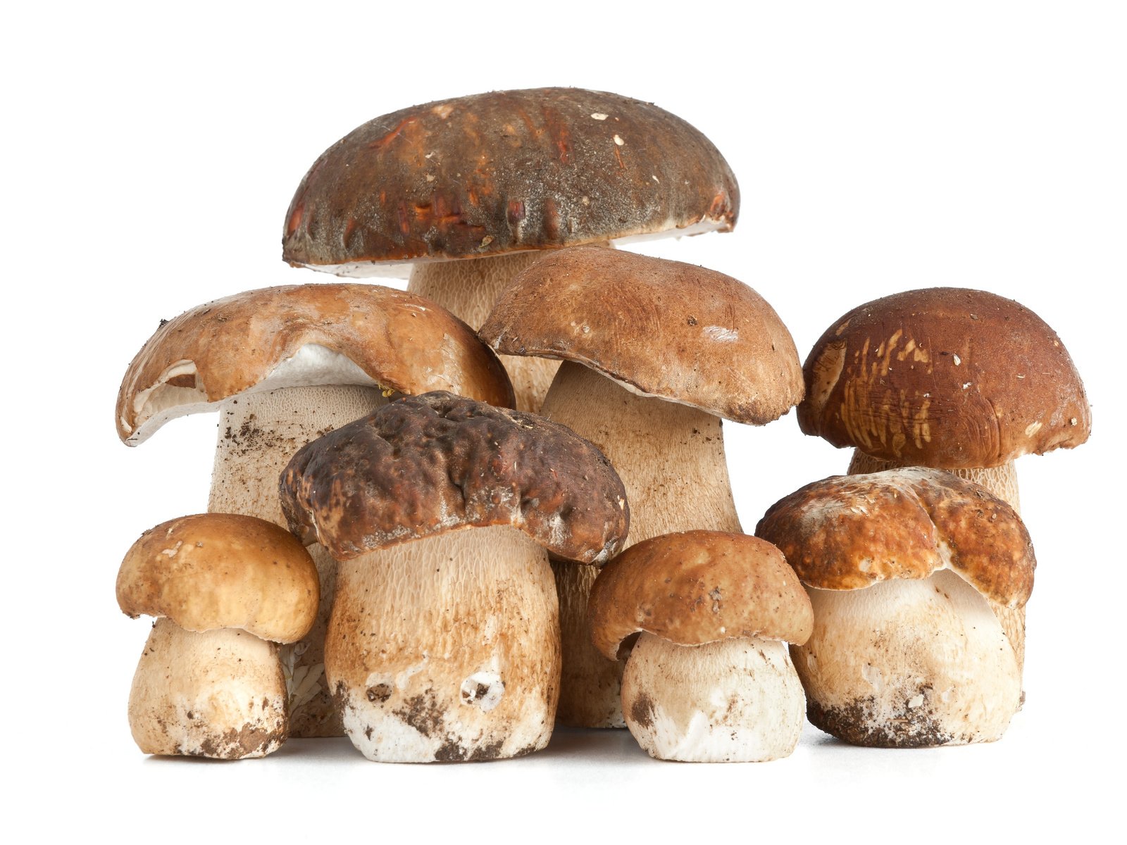 Обои фон, еда, грибы, белый гриб, background, food, mushrooms, white mushroom разрешение 7776x5184 Загрузить