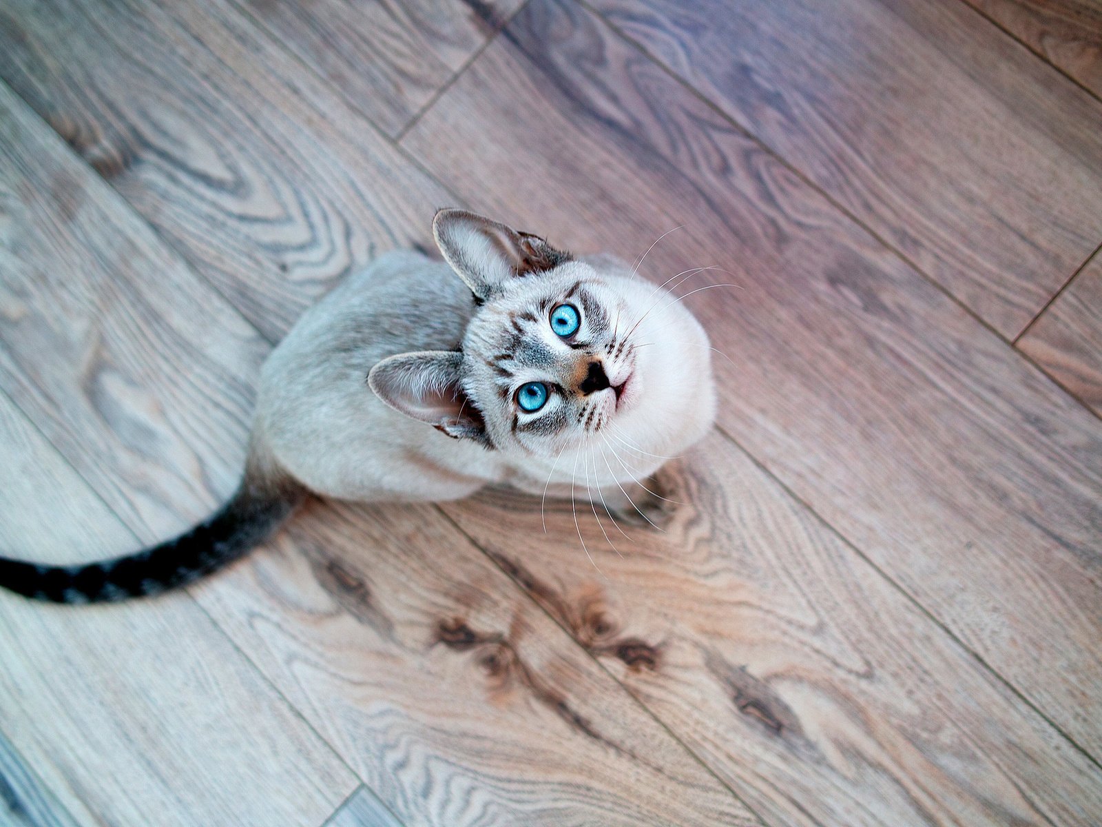 Обои кот, усы, взгляд, голубые глаза, хвост, cat, mustache, look, blue eyes, tail разрешение 2048x1365 Загрузить