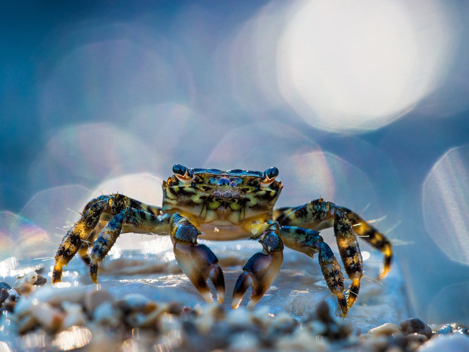 Обои макро, блики, краб, клешни, клещи, macro, glare, crab, claws, mites разрешение 2500x1667 Загрузить